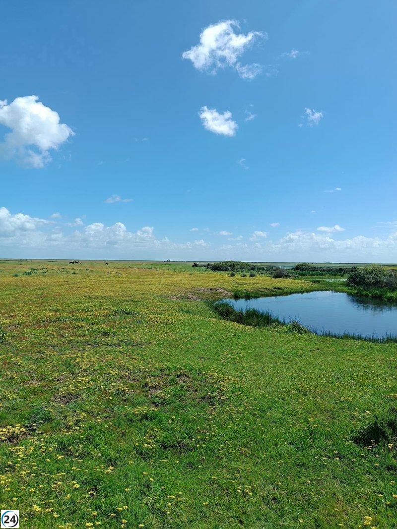 Las lluvias recientes en Doñana mitigaron la sequía según expertos.