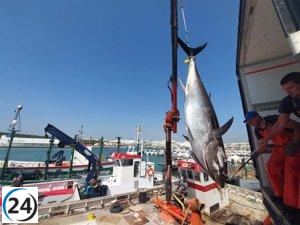 La pesca de atún rojo comienza en la almadraba de Barbate (Cádiz)