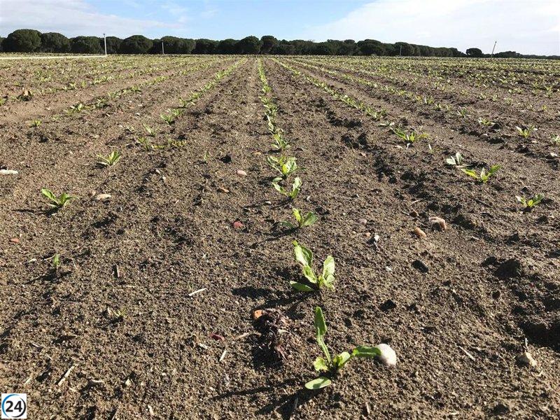 Santander destina 1.200 millones de euros al agro andaluz en 2024, un aumento del 12% respecto al año anterior.