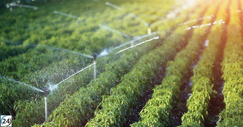 La CHG asegura únicamente un 30% de recursos para riego debido a la irregularidad de las lluvias.