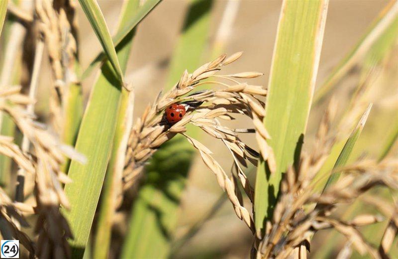 Agricultores de Sevilla alertan sobre la escasez de agua en reservas de Córdoba y Jaén antes de la siembra estival.