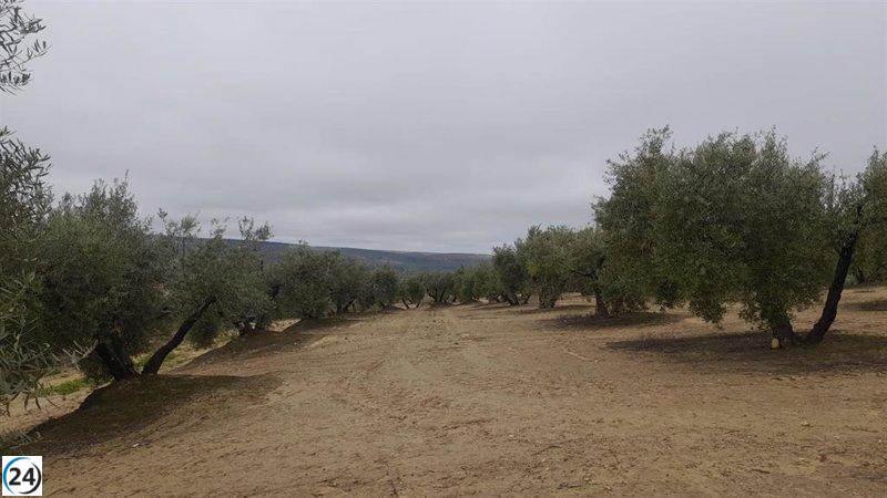 La CHG fijó hasta el 19 de mayo para solicitudes de riego extraordinario y apoyo al olivar.