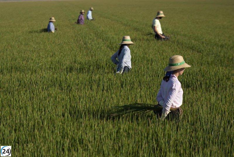 Arranca en Sevilla la siembra total de arroz tras prolongada sequía y lluvias recientes.