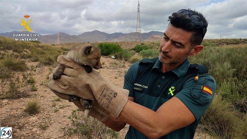 La Guardia Civil salva a un zorro atrapado en las obras del AVE en Níjar.