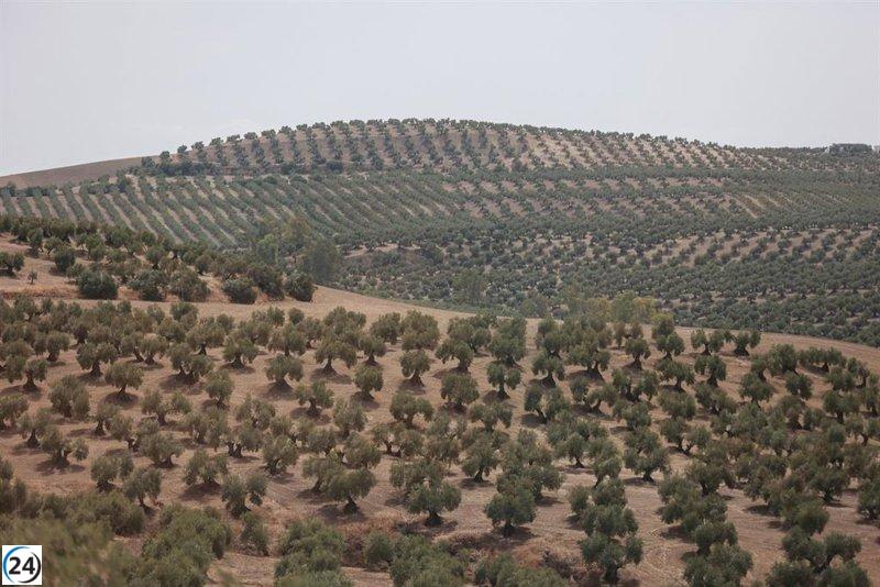 COAG Andalucía advierte sobre una reducción en la producción de aceite de oliva para la próxima campaña: