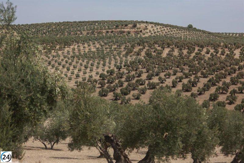 Ecologistas respaldan a olivareros de Jaén afectados por la proliferación desmedida de plantas solares.