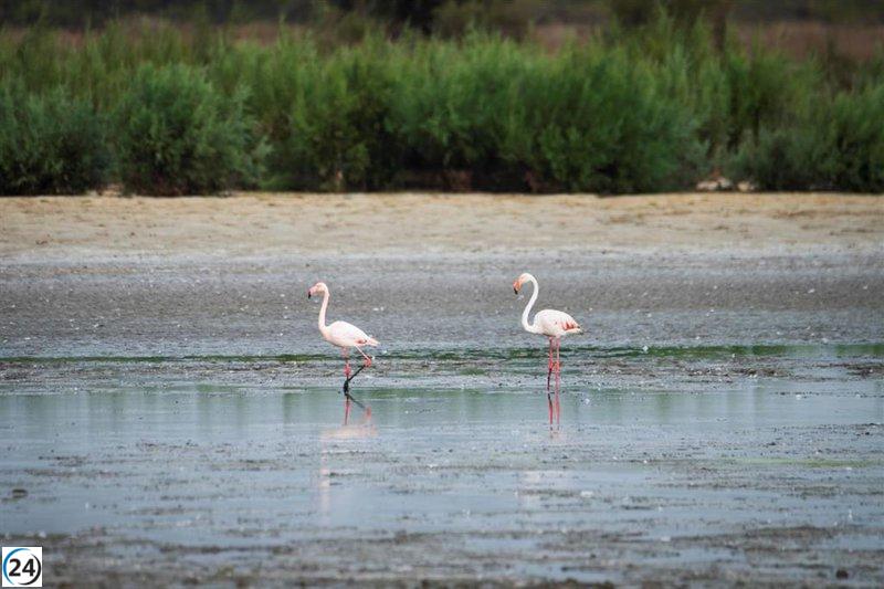 El Gobierno asigna 8,75 millones para la investigación en Doñana y la Universidad de Sevilla.