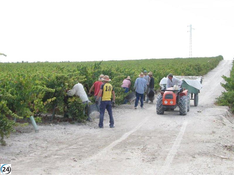 Inicia la cosecha de uva en Montilla-Moriles con un estimado de 18 millones de kilos.