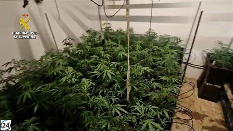 Desmantelan red de narcotráfico en Los Palacios: 15 arrestos y 357 plantas de marihuana incautadas.
