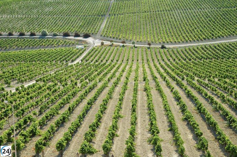 La vendimia del Marco de Jerez se enfrenta a una caída del 30% en su producción.