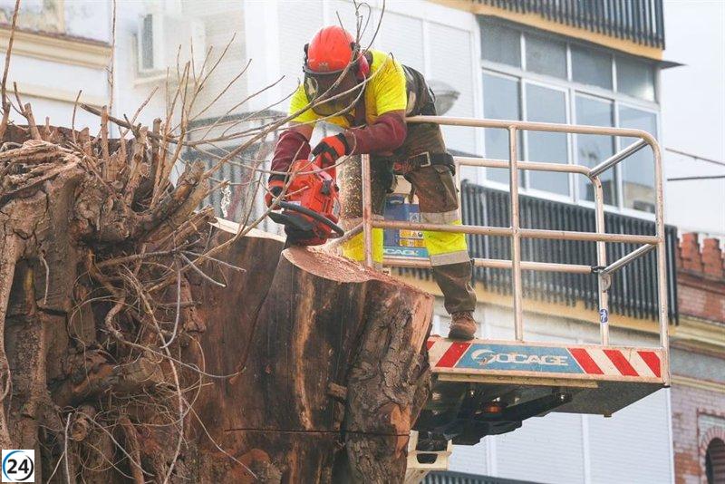 El Ayuntamiento de Sevilla elimina el ficus de San Jacinto tras tres años de controversia.