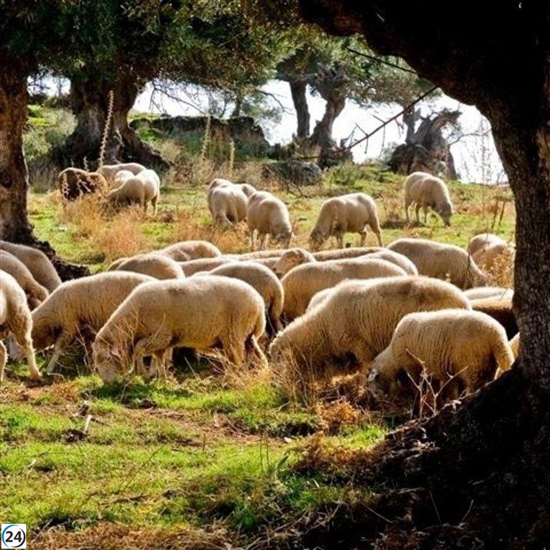 Andalucía critica al Gobierno por no convocar a las regiones afectadas por el brote de lengua azul.