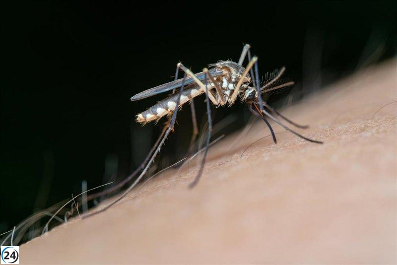 Salud emite alerta en El Pedroso (Sevilla) por mosquitos portadores del virus del Nilo.