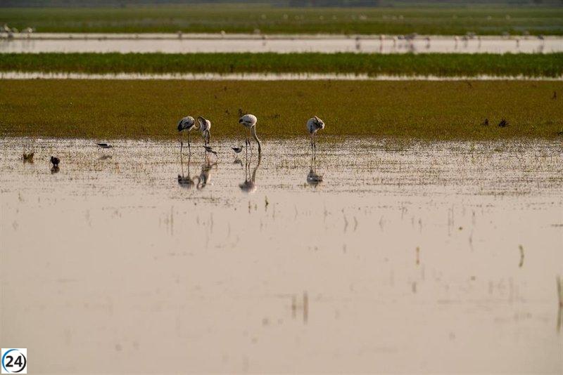 Alertan sobre riesgo de gripe aviar en Doñana y activan medidas de prevención para aves silvestres.