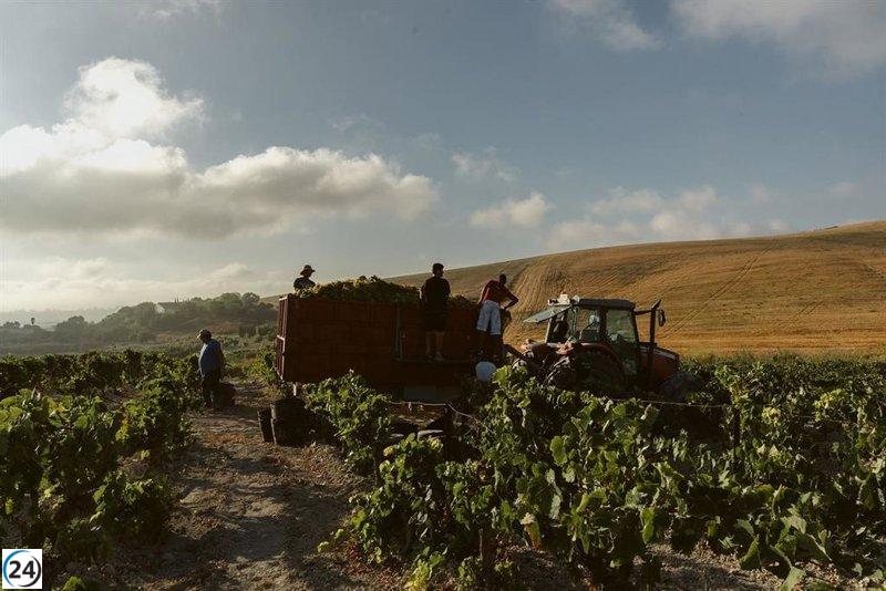 La vendimia en el Marco de Jerez cierra con 35 millones de kilos de uva, un 45% menos que el año anterior.