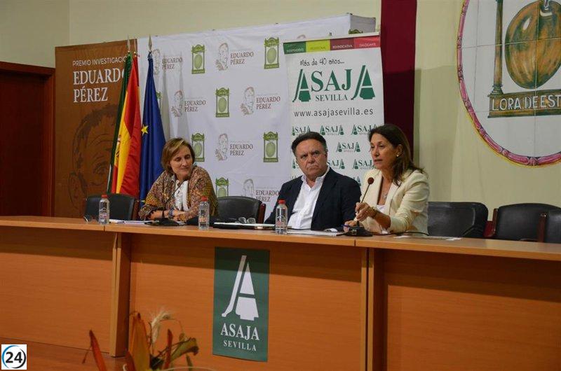 Asaja Sevilla ajusta a la baja la cosecha de aceituna de mesa a 495.000 toneladas por sequía y advierte sobre posibles retrasos.