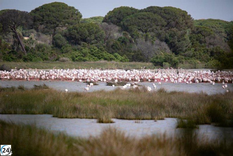 El Gobierno lanza ayudas para restaurar el entorno agrícola de Doñana.
