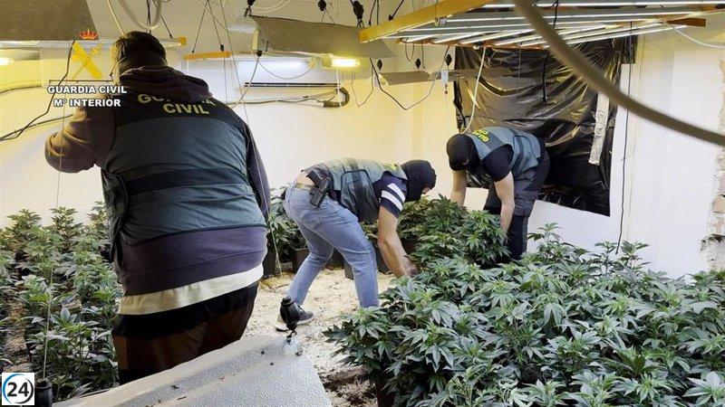 Desmantelan red de tráfico de marihuana en Granada: 35 arrestos y 17.000 plantas confiscadas.