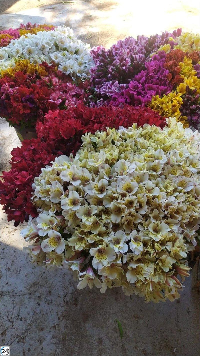 El sector de flores celebra el Día de Difuntos con una campaña optimista y equitativa.