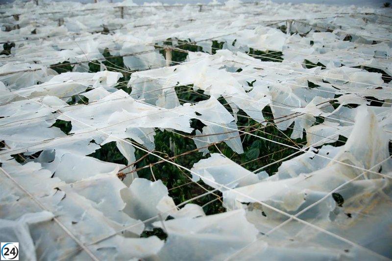 La agricultura almeriense se recupera después de la devastadora tormenta de granizo del año pasado.