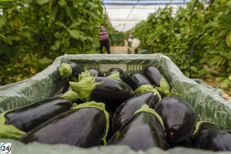Hortyfruta alerta sobre la volatilidad del mercado de calabacines, berenjenas y tomates lisos en Andalucía.