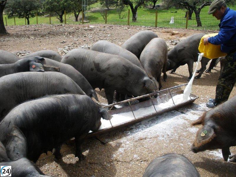 Ganaderos se reúnen con la Junta para discutir nuevas medidas ante el regreso de la peste porcina en España tras 31 años.