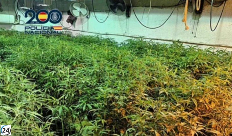 Descubren búnker subterráneo en Sanlúcar con 225 plantas de marihuana y un arresto.