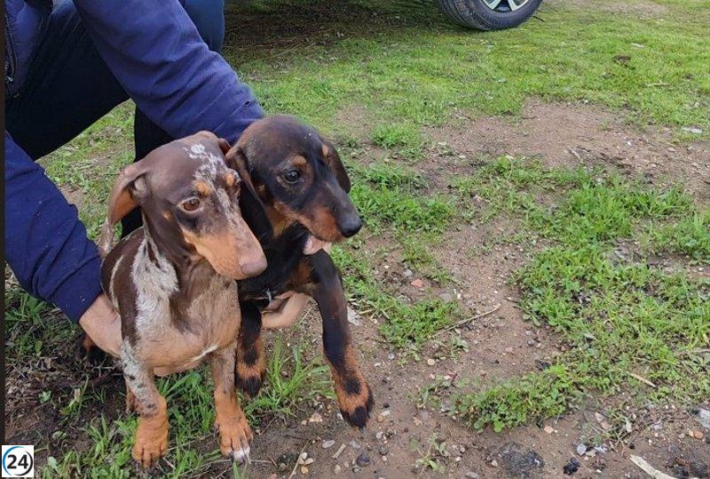 Desarticulan banda que sustrajo perros en Lora del Río y Peñaflor, con un botín de 20.000 euros.