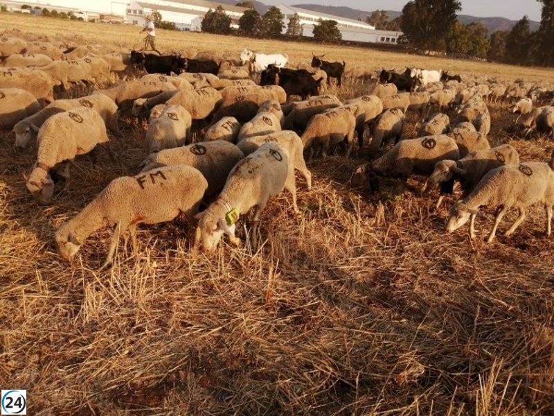 Revisan granja en Chipiona por ausencia de licencias oficiales.