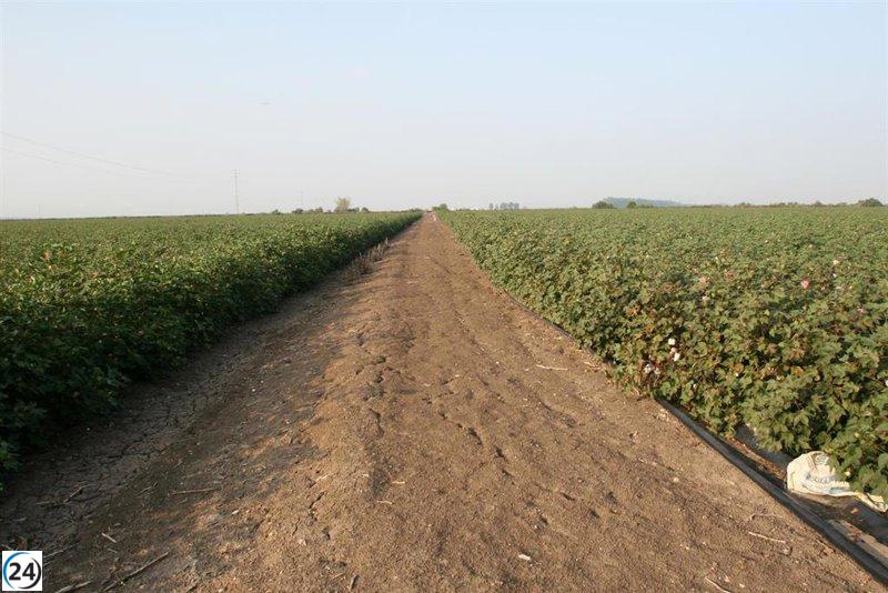 Sequía provoca pérdidas millonarias en agricultura andaluza