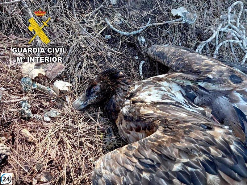 Sospechoso en Villacarrillo (Jaén) por muerte de quebrantahuesos con cebos envenenados