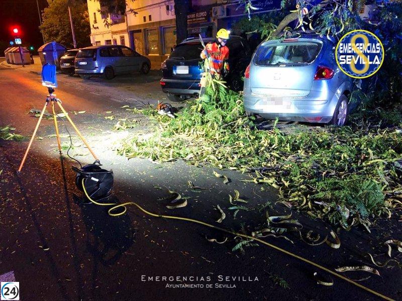 Ayuntamiento de Sevilla anuncia mayores controles tras incidente con rama en la calle Canal.