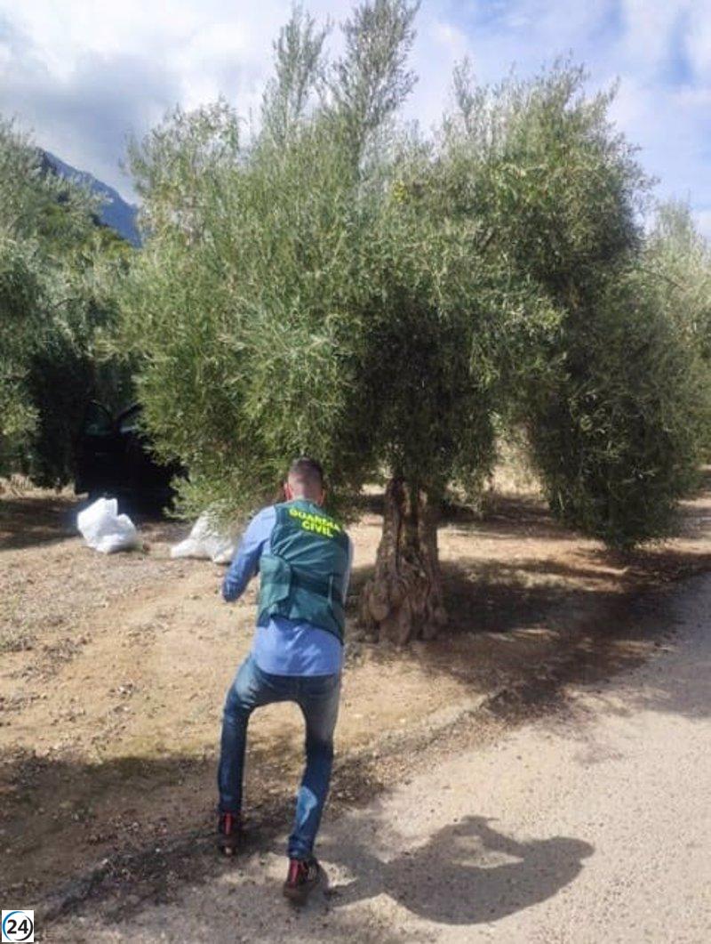 Siete imputados por robar 500 kilos de aceitunas en Pegalajar y Jimena (Jaén)