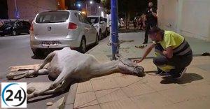 Rescatan yegua en estado de desnutrición en avenida del Mar de Almería.