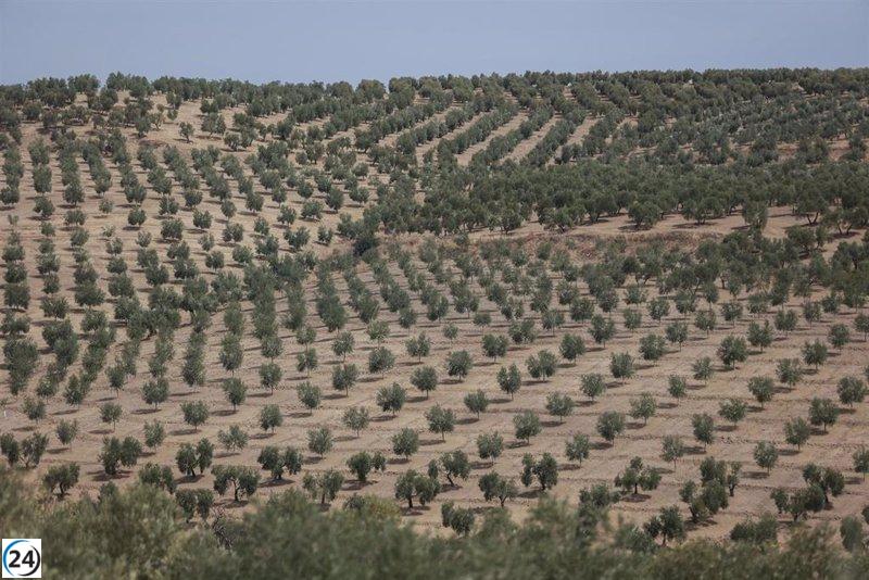 Algunos agricultores jiennenses encuentran alivio en las recientes precipitaciones para la producción de oliva