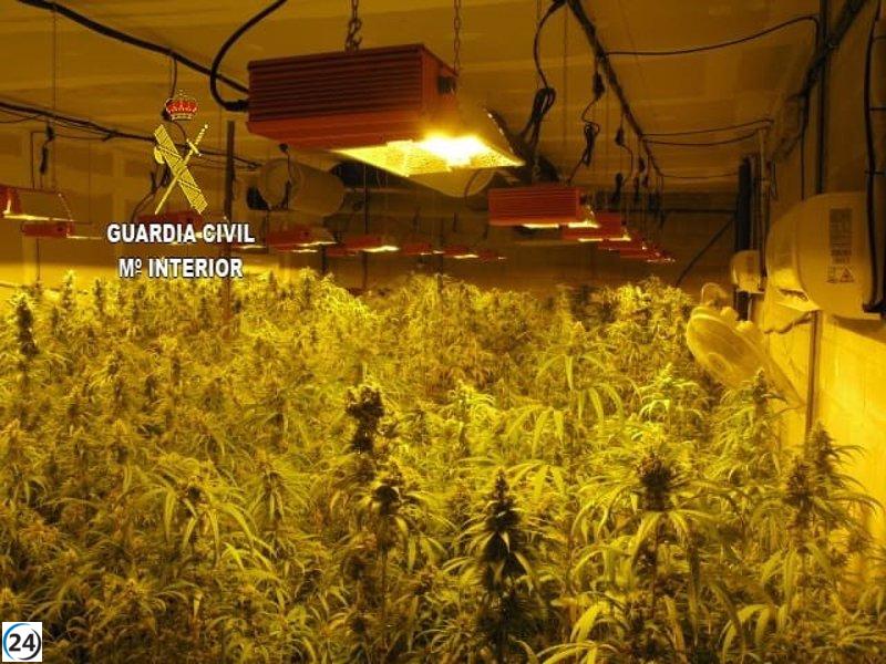 Cuatro aprehendidos por posesión de 1.300 plantas de marihuana en nave industrial de El Viso (Sevilla)