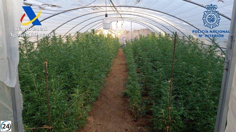 Gran operativo policial descubre una plantación ilegal de más de 1.500 plantas de marihuana en Alcalá de Guadaíra.