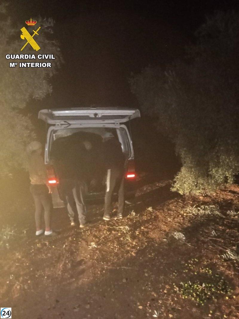 Cuatro sospechosos bajo investigación por el robo de 850 kilos de aceitunas en La Puebla de Cazalla (Sevilla)