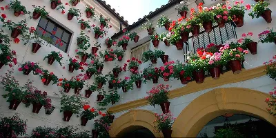 Los patios andaluces, una maravilla de diseño y naturaleza