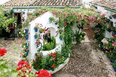 Los Patios de Córdoba: Un espectáculo de color y fragancia