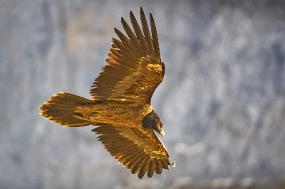 La recuperación de especies amenazadas en Jaén