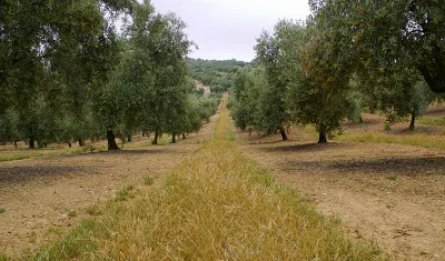 Andalucía cuenta con un fondo de 731,5 millones de euros para el desarrollo rural