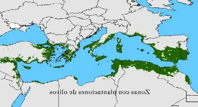 Andalucía lidera el ranking de producción de aceite de oliva a nivel mundial