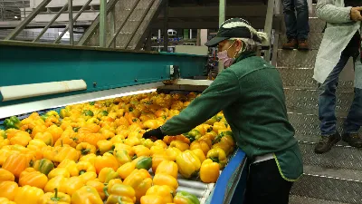 El sector agroalimentario, clave en la economía andaluza
