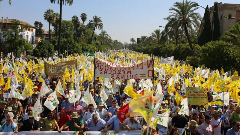Los agricultores andaluces protestan por la caída de los precios de la aceituna y el aceite