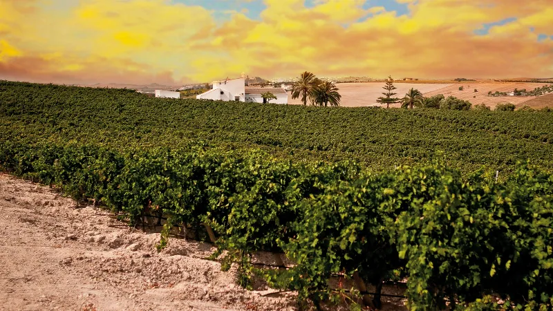 Las mejores ventas de vino en Andalucía