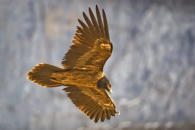 La recuperación de especies amenazadas en Jaén