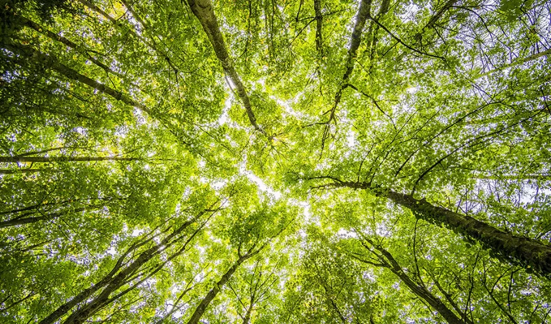 Las políticas verdes en la Junta de Andalucía