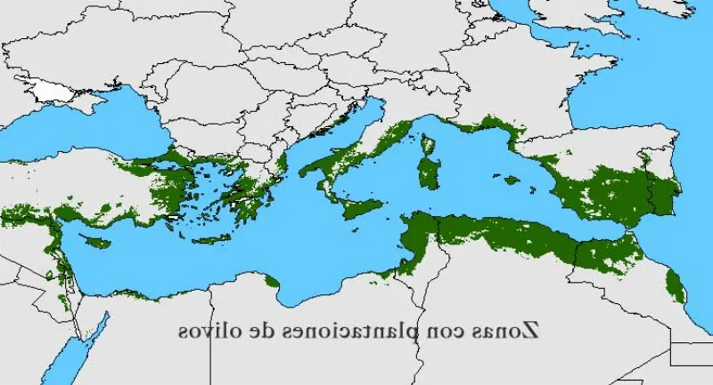 Andalucía lidera el ranking de producción de aceite de oliva a nivel mundial